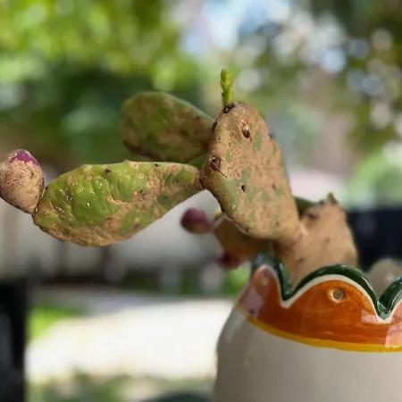 Giardino Della Giganza 4* Catania