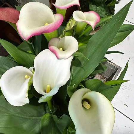 Giardino Della Giganza Frühstückspension 4*