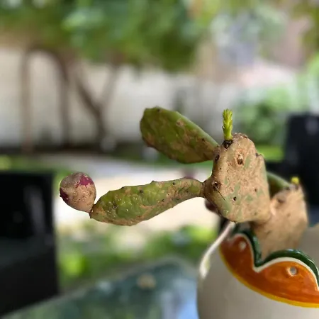 Giardino Della Giganza 4* Catania